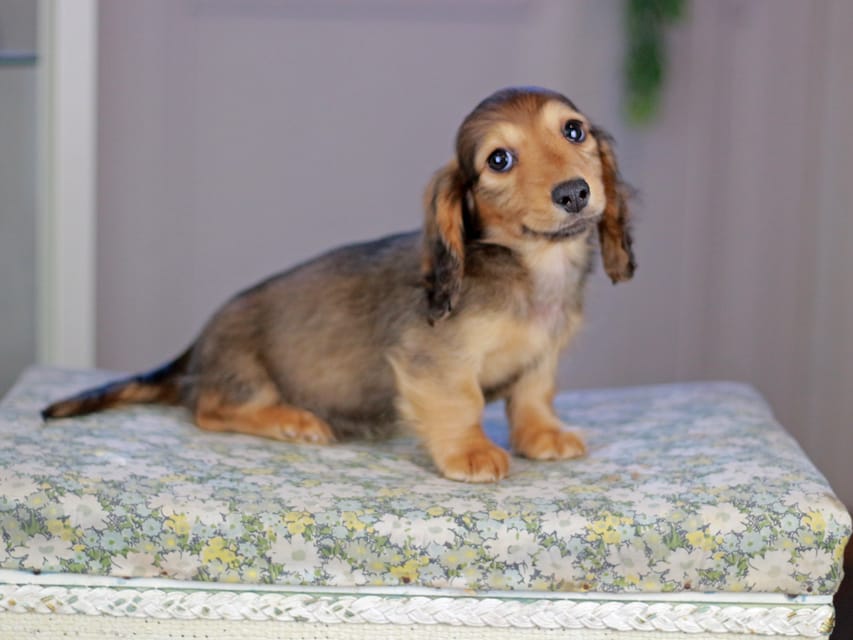 カニンヘンダックスフンド チャンミ&リバティの子犬 レッド 男の子（1）