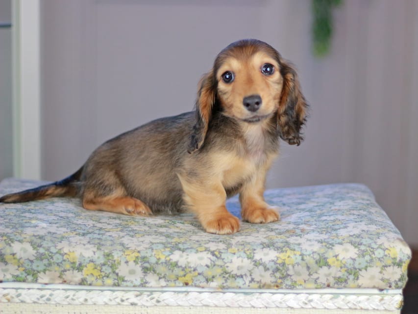 カニンヘンダックスフンド チャンミ&リバティの子犬 レッド 男の子（1）