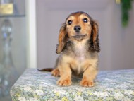 Kaninchen_Dachshund5231 Kaninchen_Dachshund5231