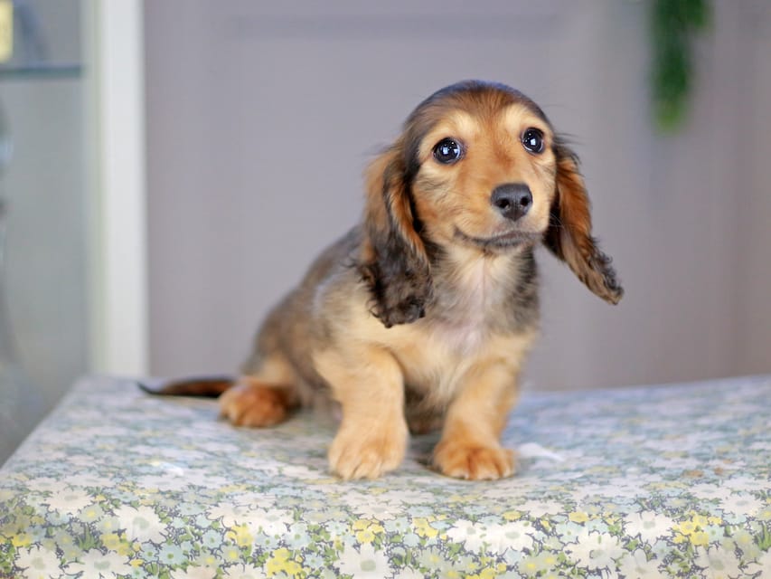 カニンヘンダックスフンド チャンミ&リバティの子犬 レッド 男の子（1）