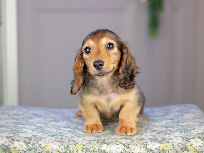 カニンヘンダックスフンド チャンミ&リバティの子犬 レッド 男の子（1）