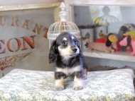 Kaninchen_Dachshund525