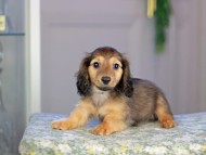 Kaninchen_Dachshund5251