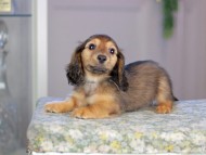 Kaninchen_Dachshund5254