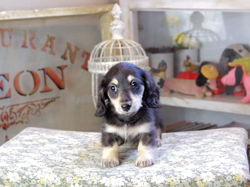 カニンヘンダックスフンド おんぷ ＆ スルガの子犬 ブラックイエロー 女の子（1）