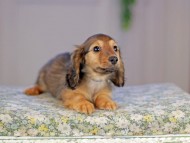 Kaninchen_Dachshund5272