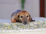 Kaninchen_Dachshund5288