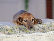 Kaninchen_Dachshund5289