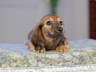 Kaninchen_Dachshund5291