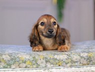 Kaninchen_Dachshund5294