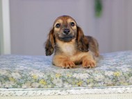 Kaninchen_Dachshund5297