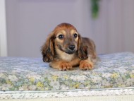 Kaninchen_Dachshund5298