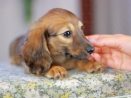 Kaninchen_Dachshund5300