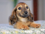 Kaninchen_Dachshund5301