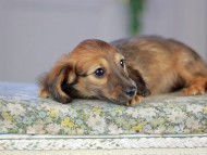 Kaninchen_Dachshund5304