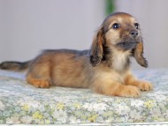 Kaninchen_Dachshund5313