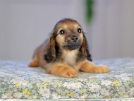 Kaninchen_Dachshund5315