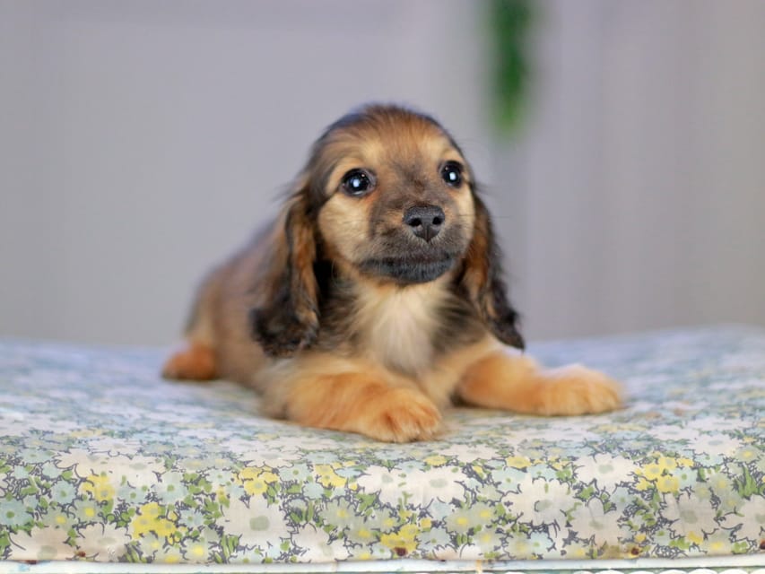 カニンヘンダックスフンド チャンミ&リバティの子犬 レッド 女の子