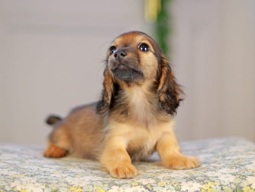 カニンヘンダックスフンド チャンミ&リバティの子犬 レッド 女の子