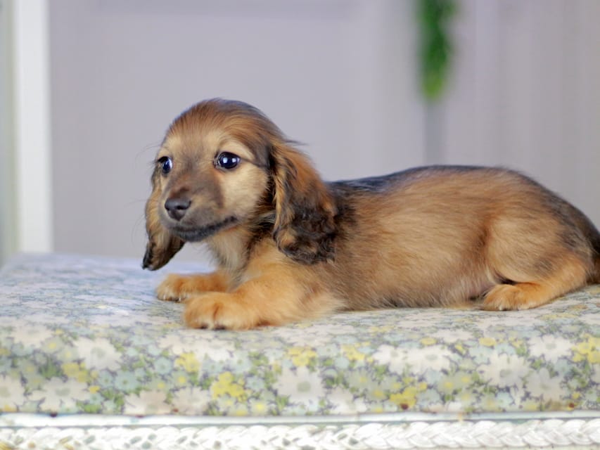 カニンヘンダックスフンド チャンミ&リバティの子犬 レッド 女の子