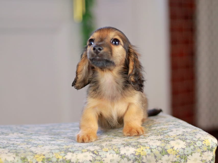 カニンヘンダックスフンド チャンミ&リバティの子犬 レッド 女の子