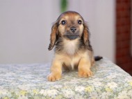 Kaninchen_Dachshund5330