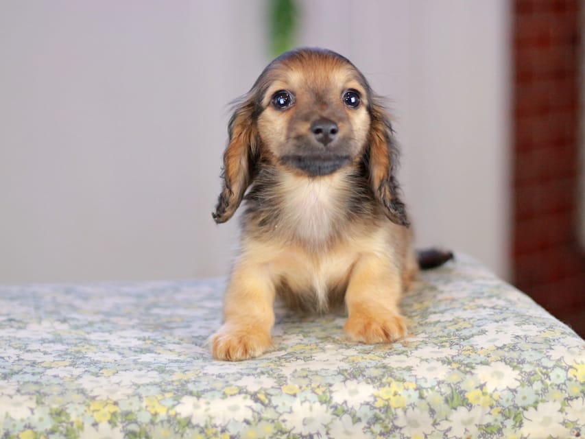 カニンヘンダックスフンド チャンミ&リバティの子犬 レッド 女の子