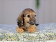 Kaninchen_Dachshund5337 Kaninchen_Dachshund5337