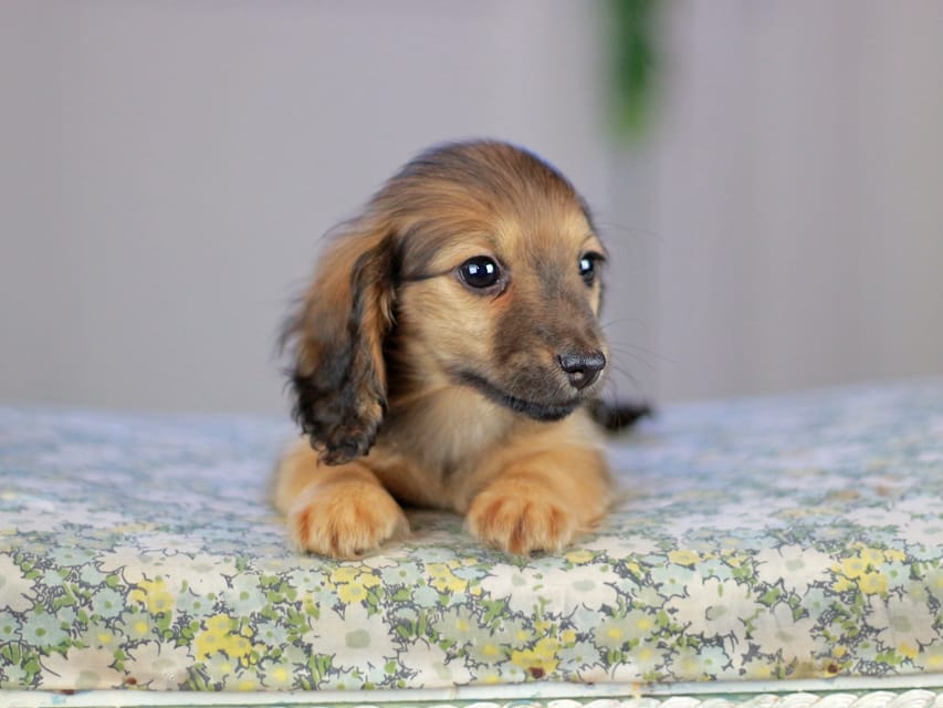 カニンヘンダックスフンド チャンミ&リバティの子犬 レッド 女の子