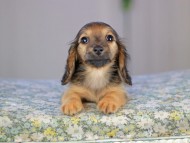 Kaninchen_Dachshund5339