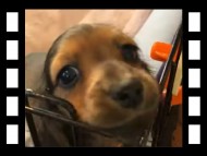 セーラ&スパーキの子犬 シェーデットレッド 女の子（1）