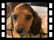 セーラ&スパーキの子犬 シェーデットレッド 女の子（2）