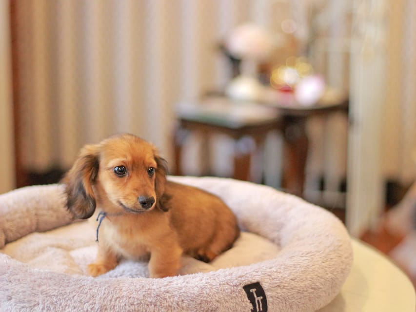 カニンヘン ダックスフンド キャロット&ブルースの子犬 レッド 男の子(1)