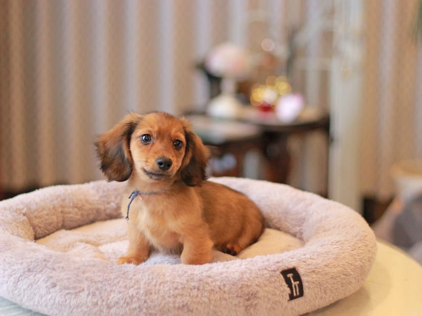 カニンヘン ダックスフンド キャロット&ブルースの子犬 レッド 男の子(1)