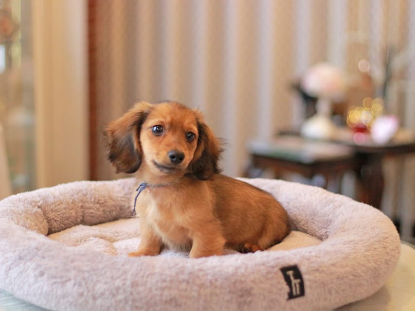 カニンヘン ダックスフンド キャロット&ブルースの子犬 レッド 男の子(1)