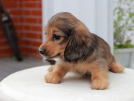 Kaninchen_Dachshund5684