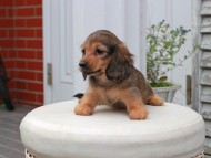 Kaninchen_Dachshund5690