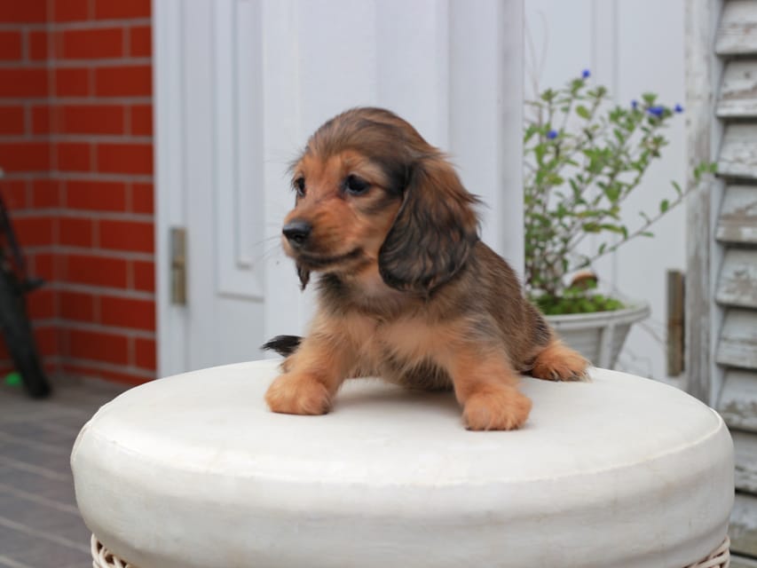 カニンヘンダックスフンド すずらん & ジルベールの子犬 レッド 女の子（1）