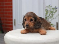 Kaninchen_Dachshund5691