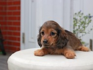 Kaninchen_Dachshund5692
