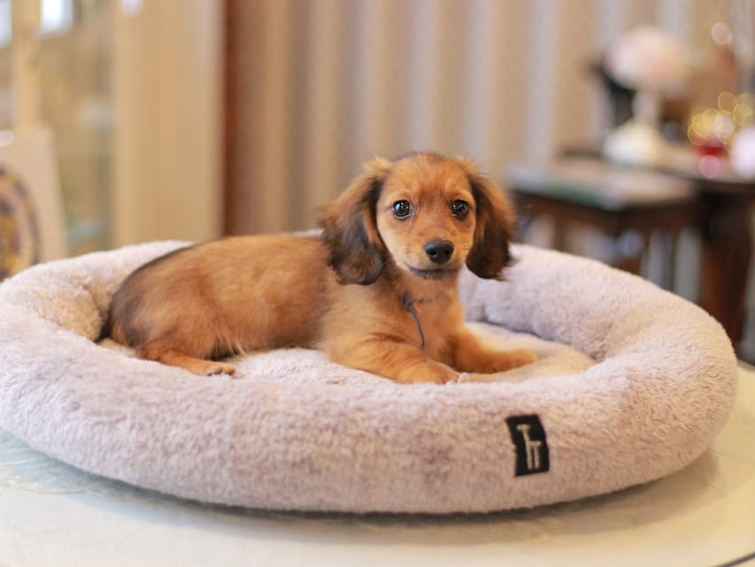 カニンヘン ダックスフンド キャロット&ブルースの子犬 レッド 男の子(1)