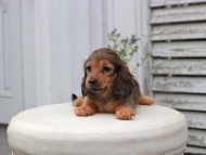 Kaninchen_Dachshund5703