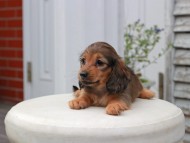 Kaninchen_Dachshund5706