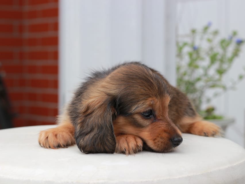 カニンヘンダックスフンド すずらん & ジルベールの子犬 レッド 女の子（1）