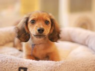 Kaninchen_Dachshund5714