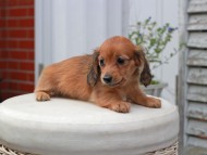 Kaninchen_Dachshund5720
