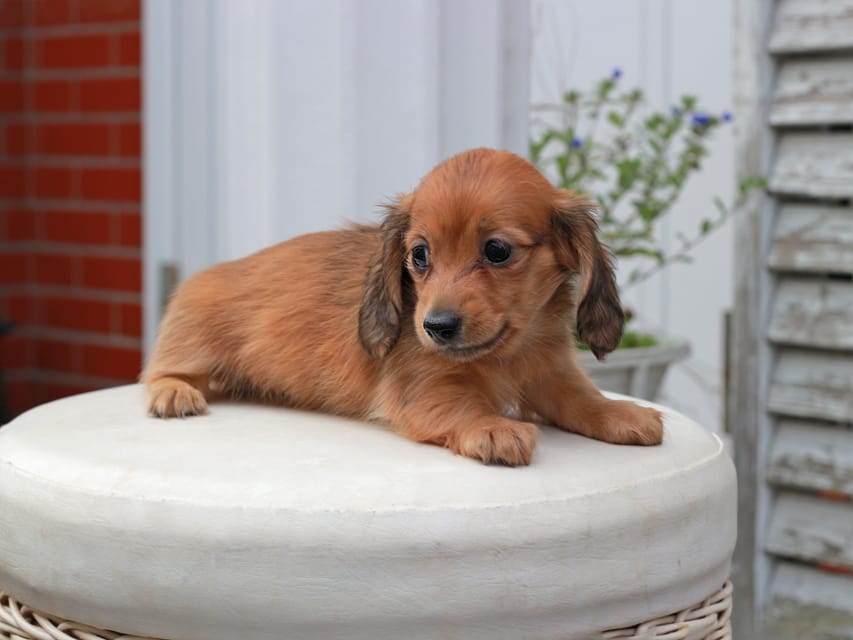 カニンヘン ダックスフンド すずらん & ジルベールの子犬 レッド 女の子(2)Kaninchen_Dachshund5720 カニンヘンダックスフンド すずらん & ジルベールの子犬 レッド 女の子(2)