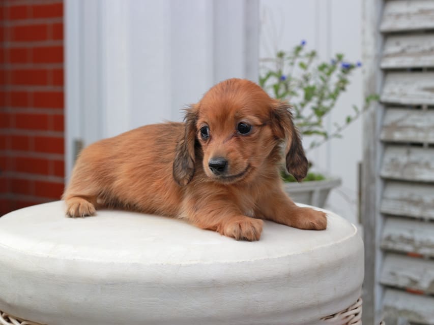 カニンヘン ダックスフンド すずらん & ジルベールの子犬 レッド 女の子(2)Kaninchen_Dachshund5721 カニンヘンダックスフンド すずらん & ジルベールの子犬 レッド 女の子(2)