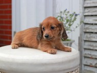 Kaninchen_Dachshund5722 Kaninchen_Dachshund5722