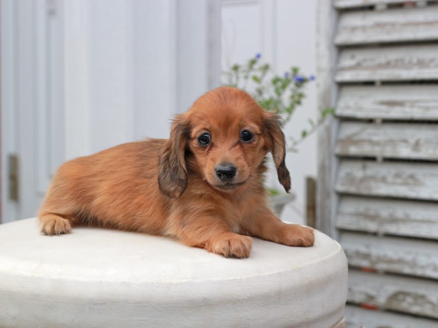カニンヘン ダックスフンド すずらん & ジルベールの子犬 レッド 女の子(2)Kaninchen_Dachshund5725 カニンヘンダックスフンド すずらん & ジルベールの子犬 レッド 女の子(2)
